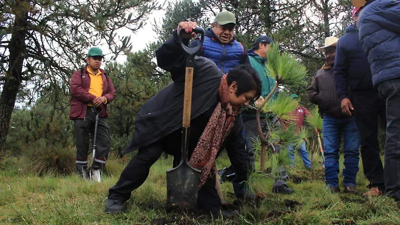 Reforestación  (5)